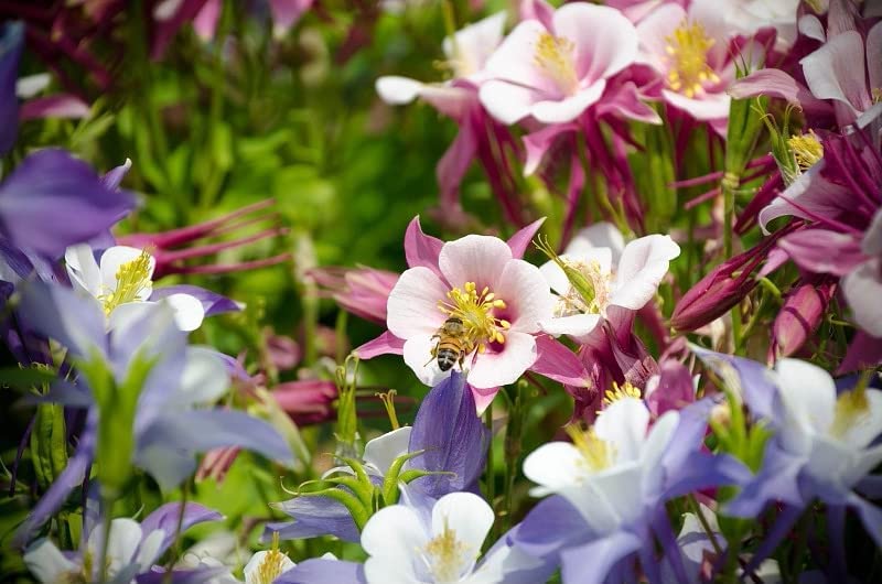 Multicolor Columbine Seeds for Planting (100 Seeds) - Non-GMO - Glass McKana Columbine Flower Seeds - Wild Columbine Seeds Bulk