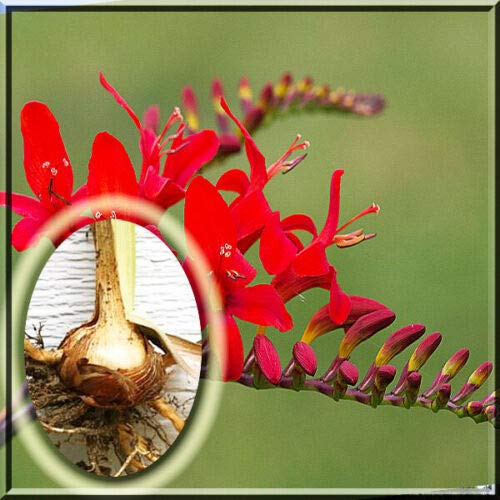 Little Nest 10 Crocosmia Red Lucifer Large Bulb
