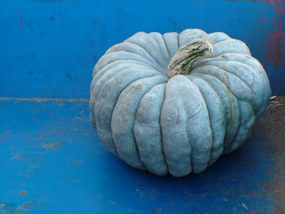 Jarrahdale Blue Pumpkin Seeds | 10 Seeds per Packet | Blue Jarrahdale Pumpkin Seeds