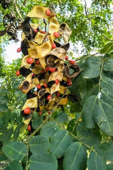 15 Small Coral Pea Seeds for Planting - Adenanthera microsperma