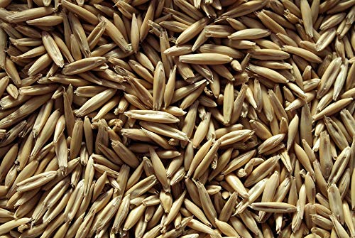10 lb Whole Oat Seeds, Wildlife, Deer, Food Plot, Cover Crop