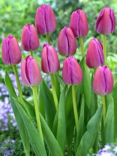 10 Tulip Purple Pride Bulbs), Beautiful tulips.Shipping now!