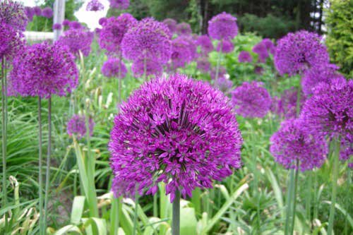 20 Purple Sensation Allium Bulbs-4-6 Inch Flower Diameter!