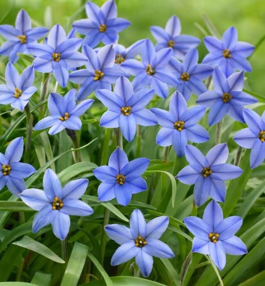 Jessie Spring Starflower Bulbs for Planting Ipheion Uniflorum