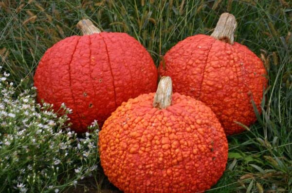 Red Warty Thing Pumpkin Seeds for Planting (10 Seeds)