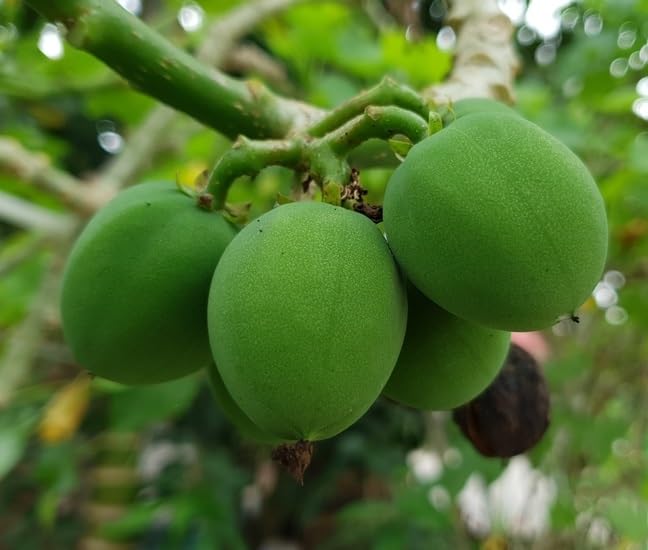 6 Barbados Nut Tree Seeds - Physic Nut - Jatropha curcas