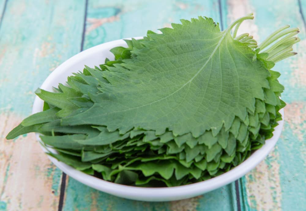 Green Shiso Seeds for Planting (100+ Seeds) Tangy Japanese Herb, Sushi Bar, Asian Heirloom, Cool Weather, Fragrant and Delicious - Perilla frutescens VAR. crispa