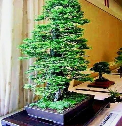 30 California Coast Redwood Seeds Giant Sequoia Bonsai