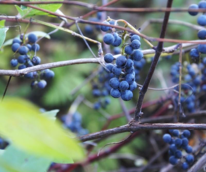Wild Grape Vine Seedlings for Planting - Vitis riparia