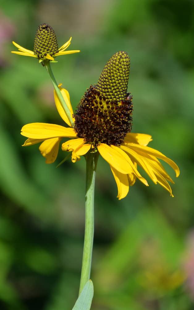 Great Coneflower Seeds for Planting (100 Seeds) - Easy to Grow - Rudbeckia maxima