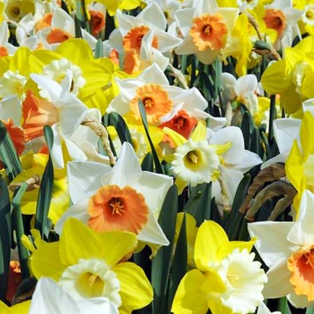 yunakesa Daffodils Bulbs - Mixed Naturalizing Daffodils Value Pack - Daffodils -Flowering Plant.