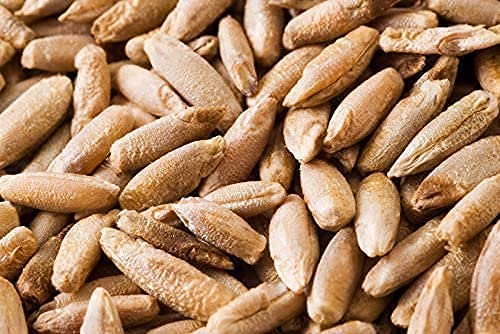 100 Pcs Rye Seeds - Non-GMO and Grown Organically - Great for Cover Crops, Food Plots, Erosion Control