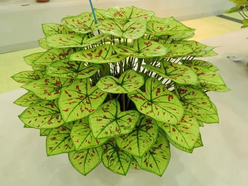 3 Cranberry Star Caladium Bulbs for Planting - Perennial Hosta, Elephant Ears, Fancy (3 Bulbs)