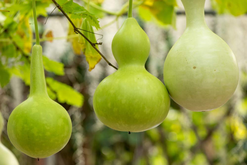 Birdhouse Gourd Seeds - 10+ Seeds - Used as Canteen in Antiquity. Exotic and Rare Birdhouse Gourd Seeds to Plant