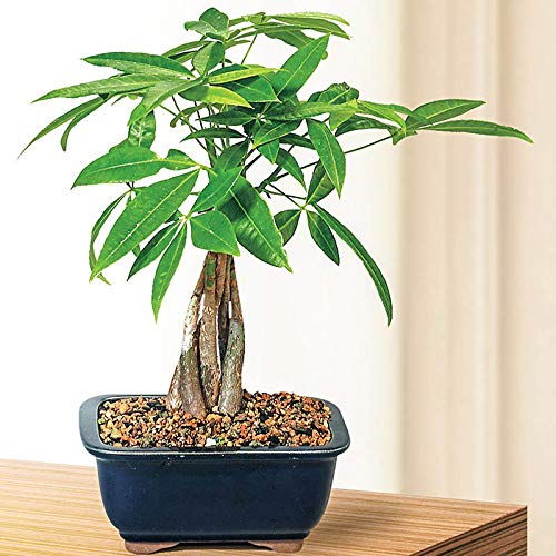 Good Fortune Tree Seeds for Planting - 6 Seeds - Water Chestnut Seeds for Planting. Bring Good Luck. Ship from Iowa, USA