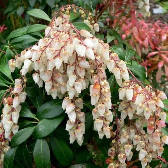Pink Andromeda Bush Seeds for Planting (30 Seeds) - Pieris Japonica, Japanese Pieris, Forest Flame