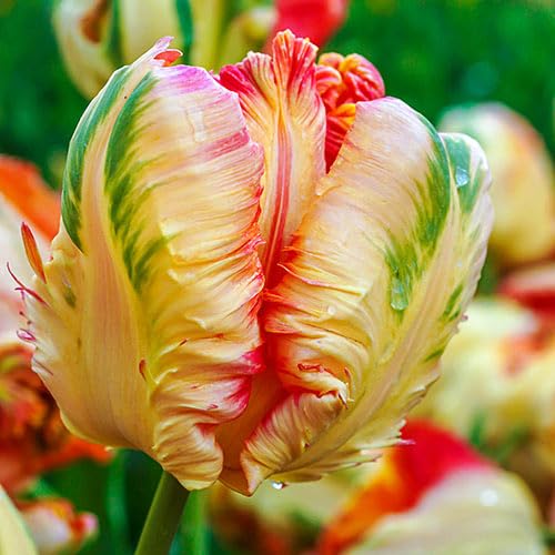 50 Apricot Parrot Bulbs for Planting - Stunning Colorful Perennial Tulips