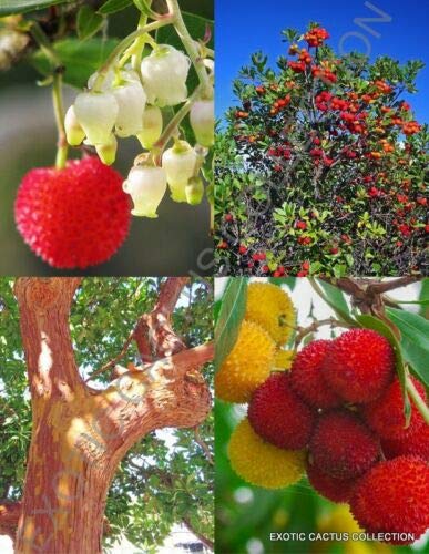 Strawberry Tree, Arbutus Unedo Exotic Fruit Rare Flowering Madroño Seed jocad (15 Seeds)
