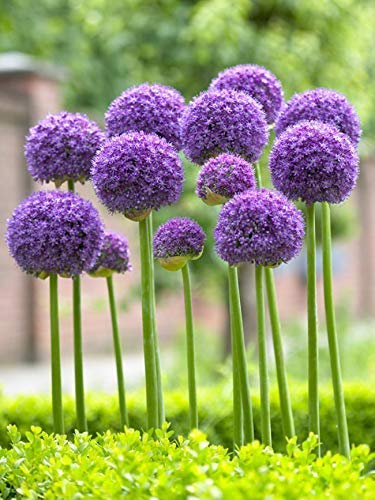 5 Allium Gladiator Bulbs - Ready to Plant - Blooming Onion - Live Indoor/Outdoor Perennial Plant