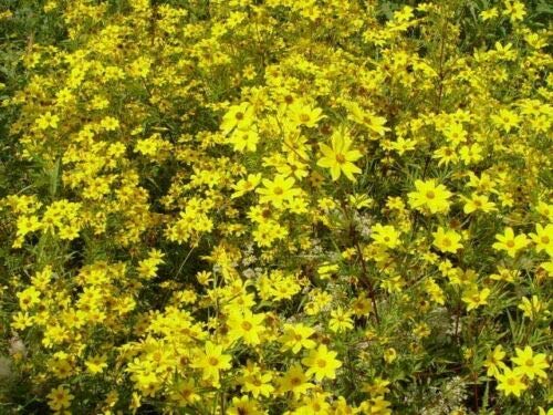 Yellow Swamp Marigold Bidens Aristosa Mutica Flower Jocad (200 Seeds)