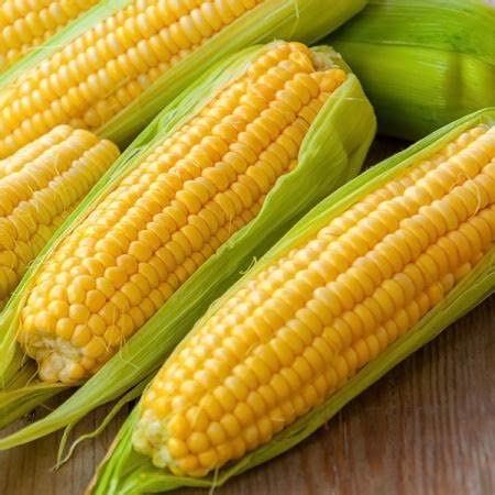 Bantam Sweet Corn Seeds for Planting - America's Favorite Sweet Corn - Ships from Iowa, USA
