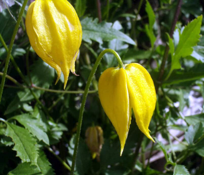 Golden Clematis Seeds for Planting (20 Seeds) - Clematis tangutica