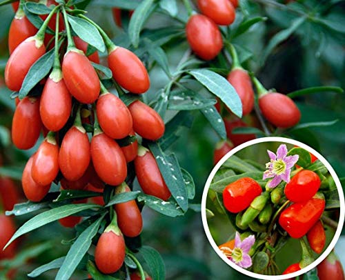Goji Berry Seeds to Grow - 100+ Seeds - Grow an Exotic Fruit Bearing Tree - So fun. Must Try!