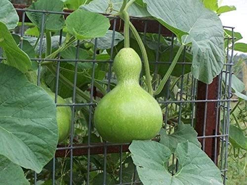 Bottle Gourd Seeds - 10+ Seeds - Used as Canteen in Antiquity. Exotic and Rare