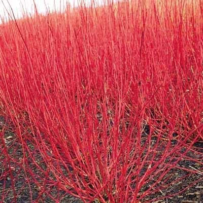Bright Red Dogwood Cuttings to Plant - No Roots, Easy to Grow, Privacy and Lanscaping Bush, Vibrant Red Bark - Ships from Iowa, USA