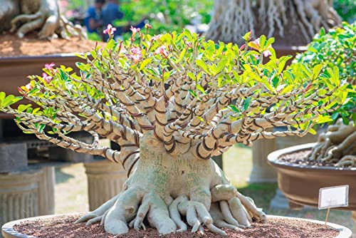 Mixed Color Desert Rose Seeds | Easy to Grow Adenium Obesum - Exotic Bonsai Plant