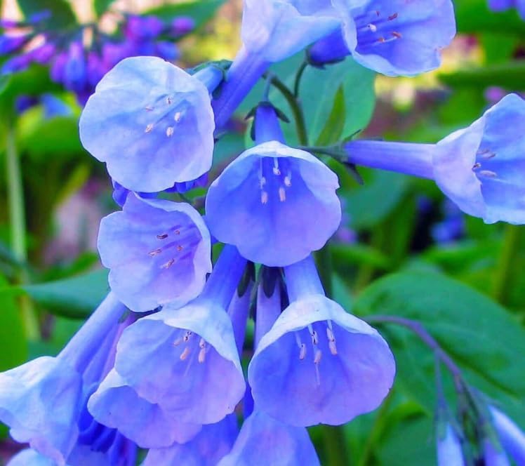 Virginia Bluebells Root for Planting - 1 Year Old Plant, Ready to Produce