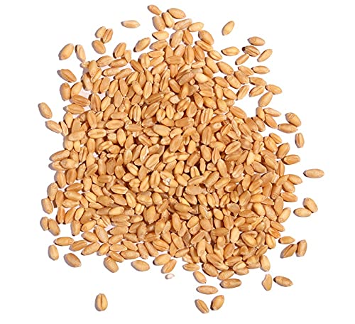 Wheat Berries - 5 Pounds - Farm Fresh Hard Red Winter Wheat Berries - Made in USA