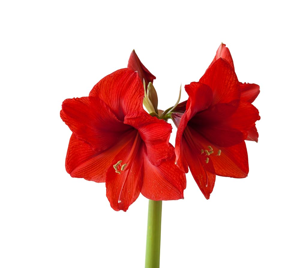 Amaryllis Bulbs for Planting - Easy to Grow - Indoor/Outdoor (Red)
