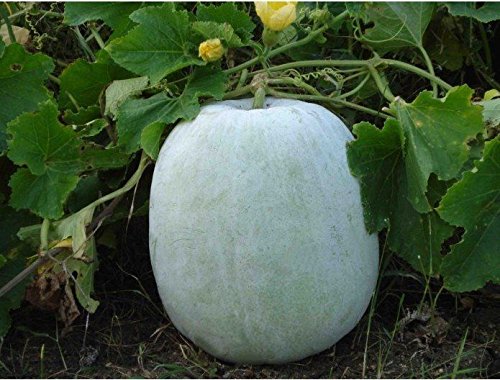 ash Gourd, White Wax Winter Melon, benincasa hispida 10+ Seeds