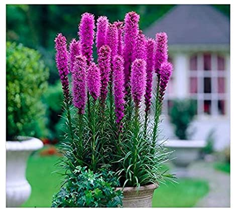 Purple Liatris Spicata - 10 Bulbs - Blazing Star - Ships from Iowa, Made in USA