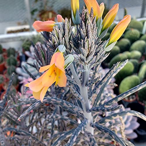 Mother of Millions Cactus Seeds - 20 Seeds- Kalanchoe Tubiflora - Ships from Iowa, USA - Grow Exotic Cacti