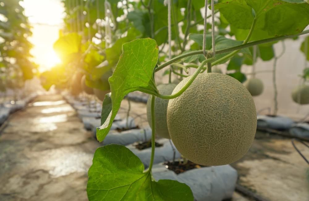 20 Hanging Melon Seeds for Planting - Delicious Melons, Easy to Grow - Made in USA