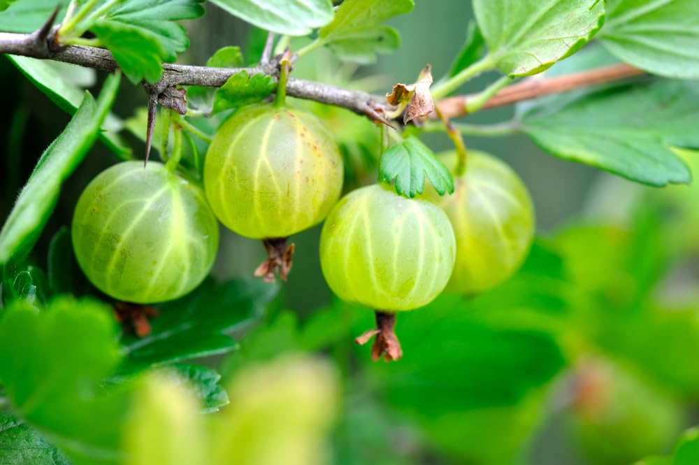 Pixwell Gooseberry Seedlings for Planting - Grow Green Gooseberry Plants