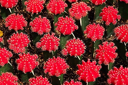 50 Gymnocalycium Species Mix Cacti Seeds - Vibrant Colored Cacti - Ships from Iowa, USA - Grow Exotic Cactus