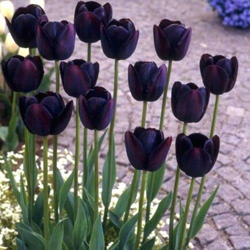 (20) Black Tulip Bulbs / Queen of The Night Tulip Bulbs for Fall Planting Bulk / Bulb Size 11/12+ cm / Perennial Flowers