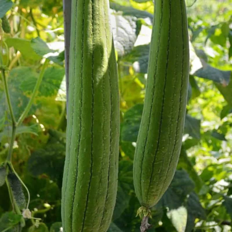 Luffa Gourd Seeds 25+