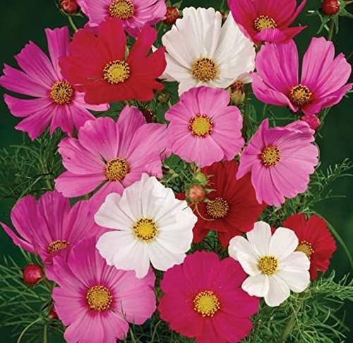 Cosmos Flower Seeds, Bright Lights Mix 1,000 Seeds Non-GMO Seeds - Ships from Iowa, USA