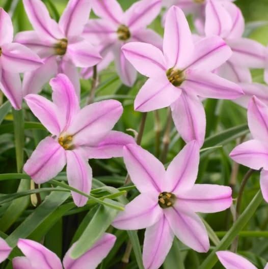 Pink Spring Starflower Bulbs for Planting - Charolette Bishop Ipheion Uniflorum Flowers