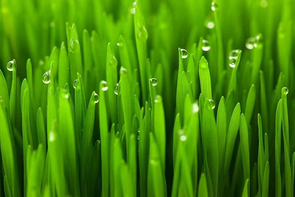 Wheat Cover Crop Seeds | Made in USA