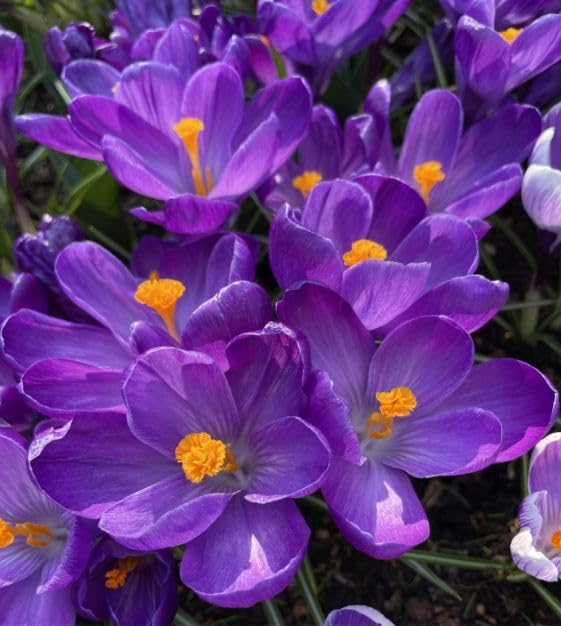 Ruby Giant Crocus Bulbs for Planting - Perennial Garden Flowers (20 Bulbs)