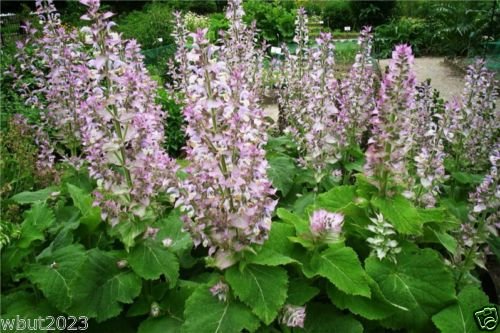 50 Clary Sage Seeds,Salvia sclarea var. turkestanica , Salvia Sclarea