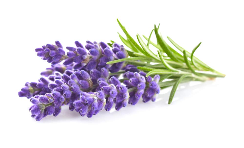 Lavender Seeds to Grow | 100+ Seeds | Grow This Fragrant Spice in Your Own Garden