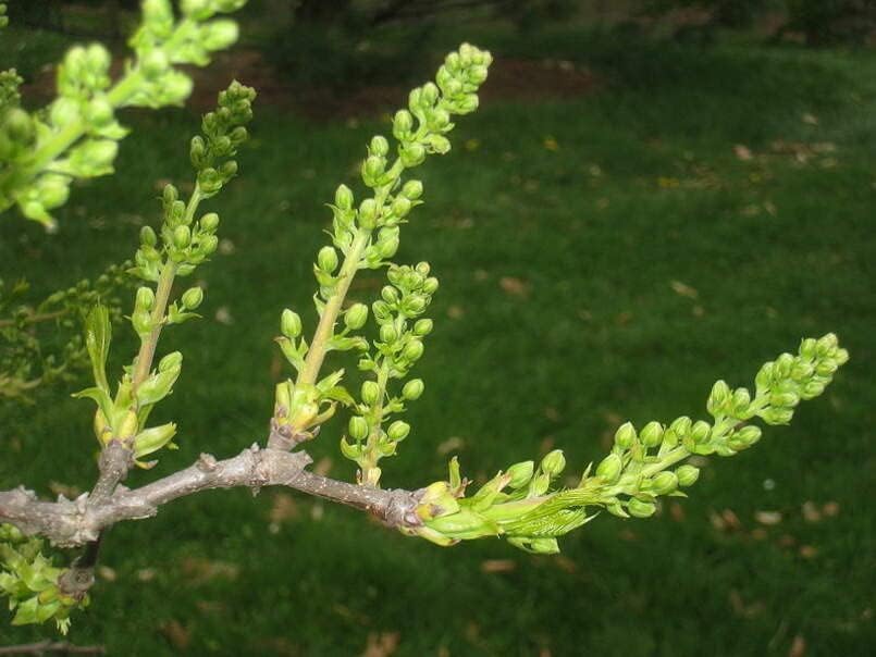 Yellowhorn Bush Seeds for Planting (12 Large Seeds) - Exotic Blooms All Season - Xanthoceras sorbifolium