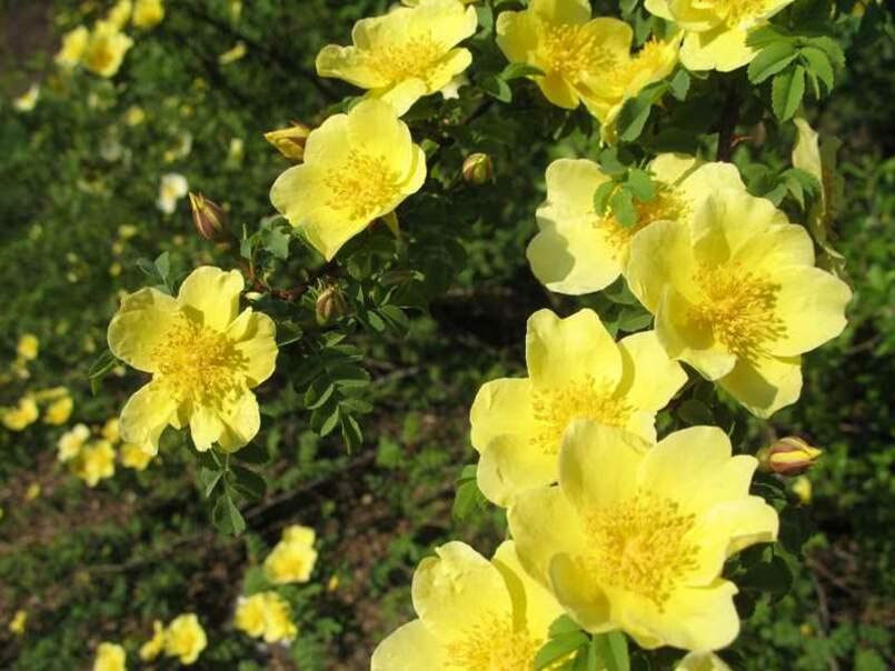 Yellow Manchu Rose Bush Seeds for Planting (50 Seeds) - Rosa xanthina