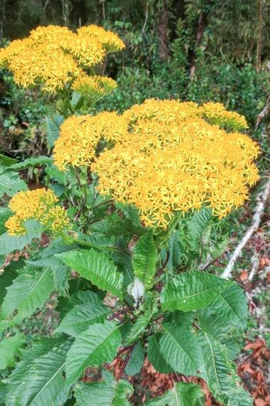 30 Jessea multivenia Seeds for Planting - Exotic Tropical Shrub